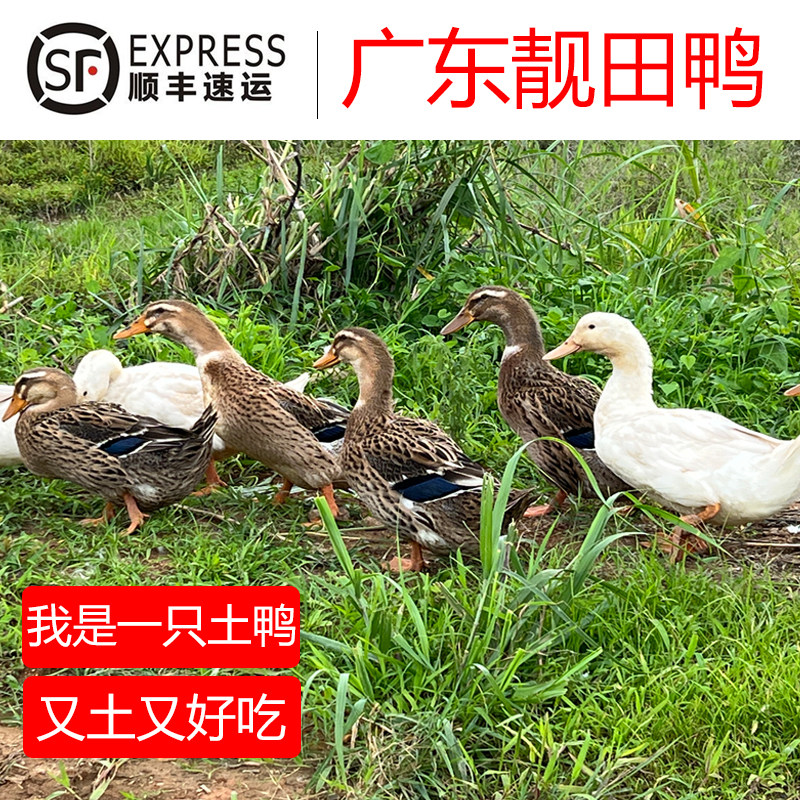 广东散养土鸭田鸭老鸭青头鸭新鲜现杀麻鸭母鸭肉生态鸭老鸭子水鸭