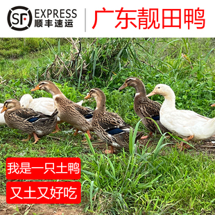 广东散养土鸭田鸭老鸭青头鸭新鲜现杀麻鸭母鸭肉生态鸭老鸭子水鸭