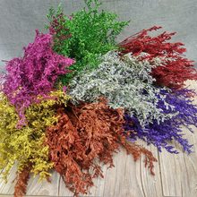 多色天然情人草干花植物 云南干花真花永生花花束客厅花艺