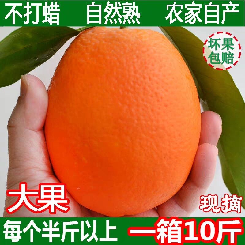 新鲜宜昌长虹脐橙秭归脐橙图片