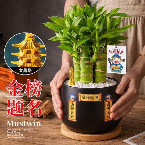 金榜题名小盆栽考生礼品