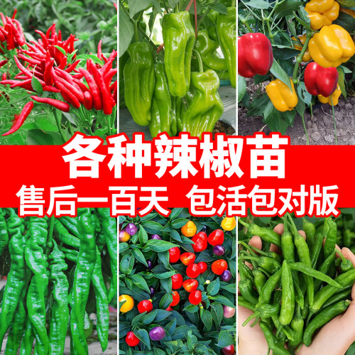 辣椒苗种子秧苗四季高产正宗樟树港薄皮螺丝朝天椒小米辣种籽大全