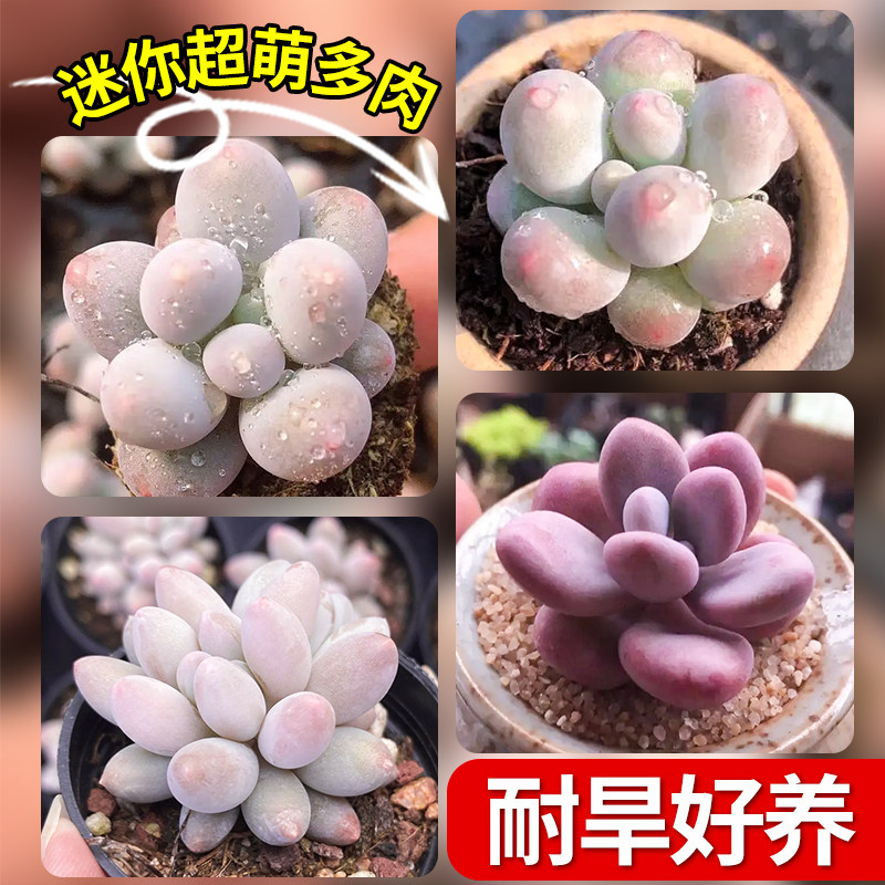 汤圆奶酪多肉植物拇指室内盆栽高端名贵花卉好养绿植办公室防辐射图片