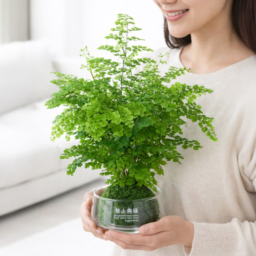 铁线蕨苔藓球盆栽室内客厅办公室蕨类绿植物盆景水培好养净化空气