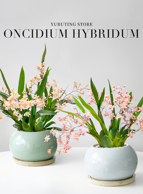 香水文心兰盆栽带花苞梦香兰兰花植物办公室桌面绿植花卉盆景四季