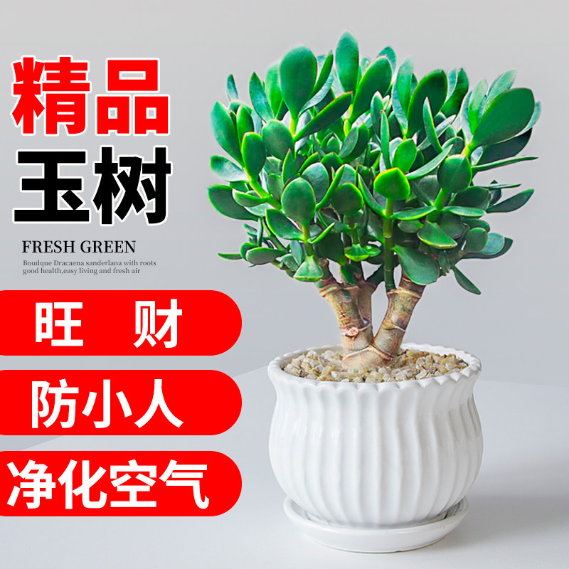 耐寒办公桌客厅多肉净化空气图片