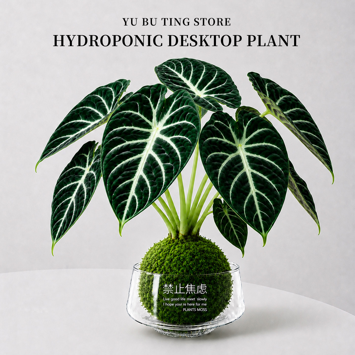 忍者海芋盆栽网红热植苔玉苔藓球办公室内客厅桌面水培养小绿植物