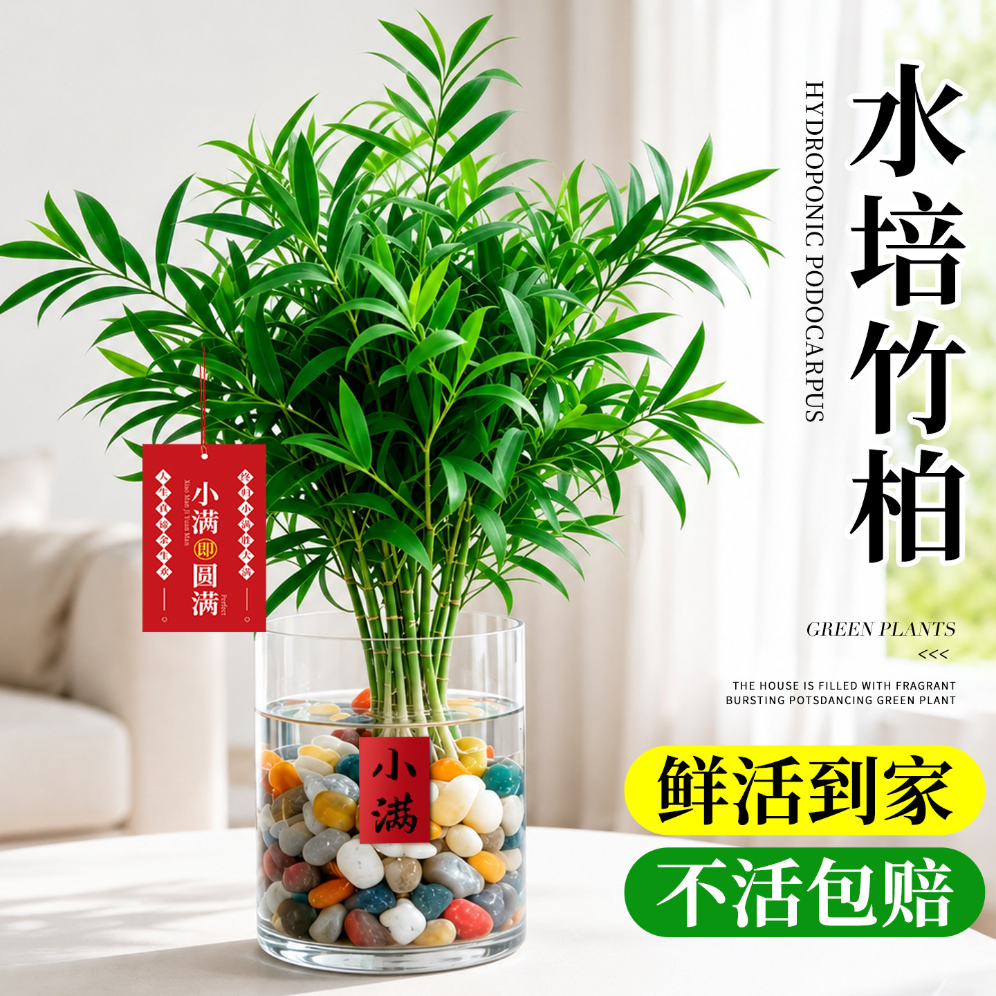 驱蚊竹柏水培植物室内竹子盆栽卧室办公桌面大颗水养绿植四季常青