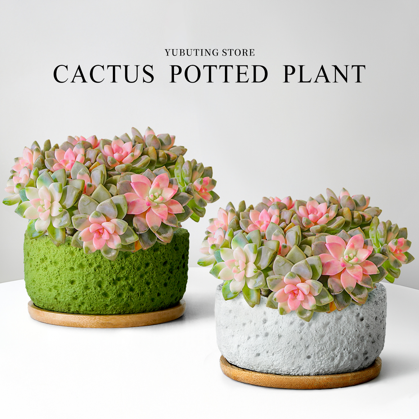 淡雪老桩多肉植物室内花卉绿植盆栽办公室桌面肉肉多头大颗好养活