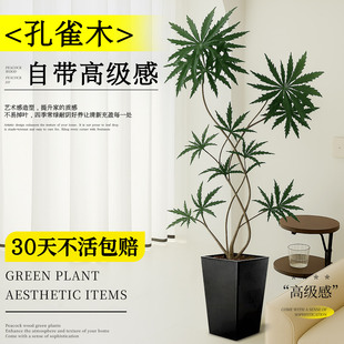 好养易活净化空气 孔雀木客厅绿植高级感客厅室内大型植物盆栽四季