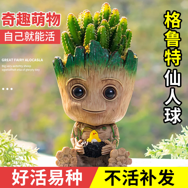 格鲁特星兜仙人球仙人掌科室内小盆栽鸟窝花盆多肉植物四季好养活