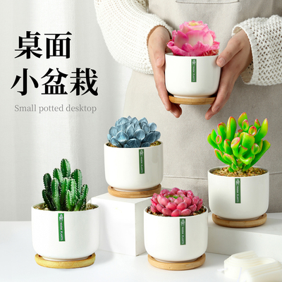 色彩丰富办公室内桌面盆栽