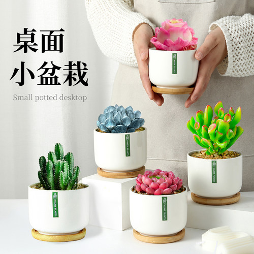 色彩丰富办公室内桌面盆栽