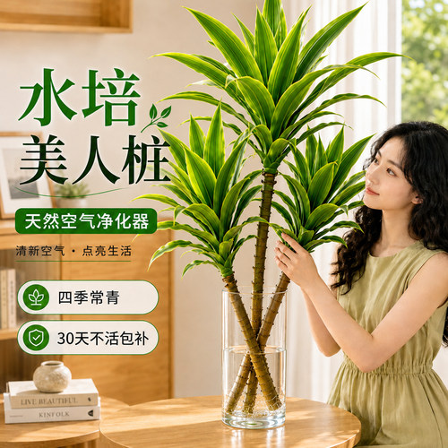 美人桩巴西铁水培水养室内绿植盆栽四季常青好养易活客厅高端植物
