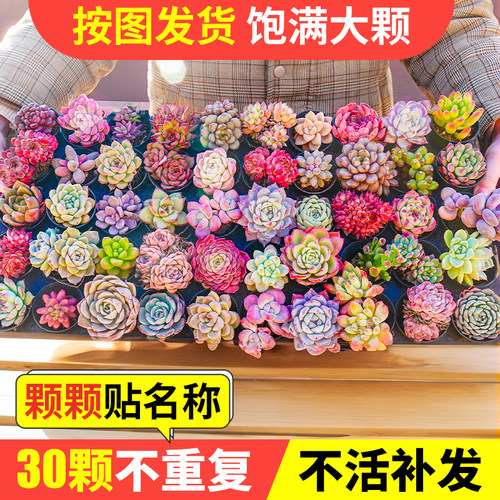 多肉植物 组合盆栽绿植花卉办公室内精品高端冷门稀有品种DIY套餐