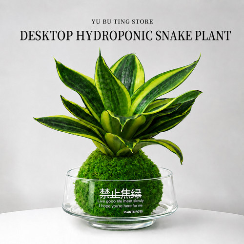 虎皮兰盆栽水培植物苔藓球室内绿植客厅办公室桌面高端盆景好养活