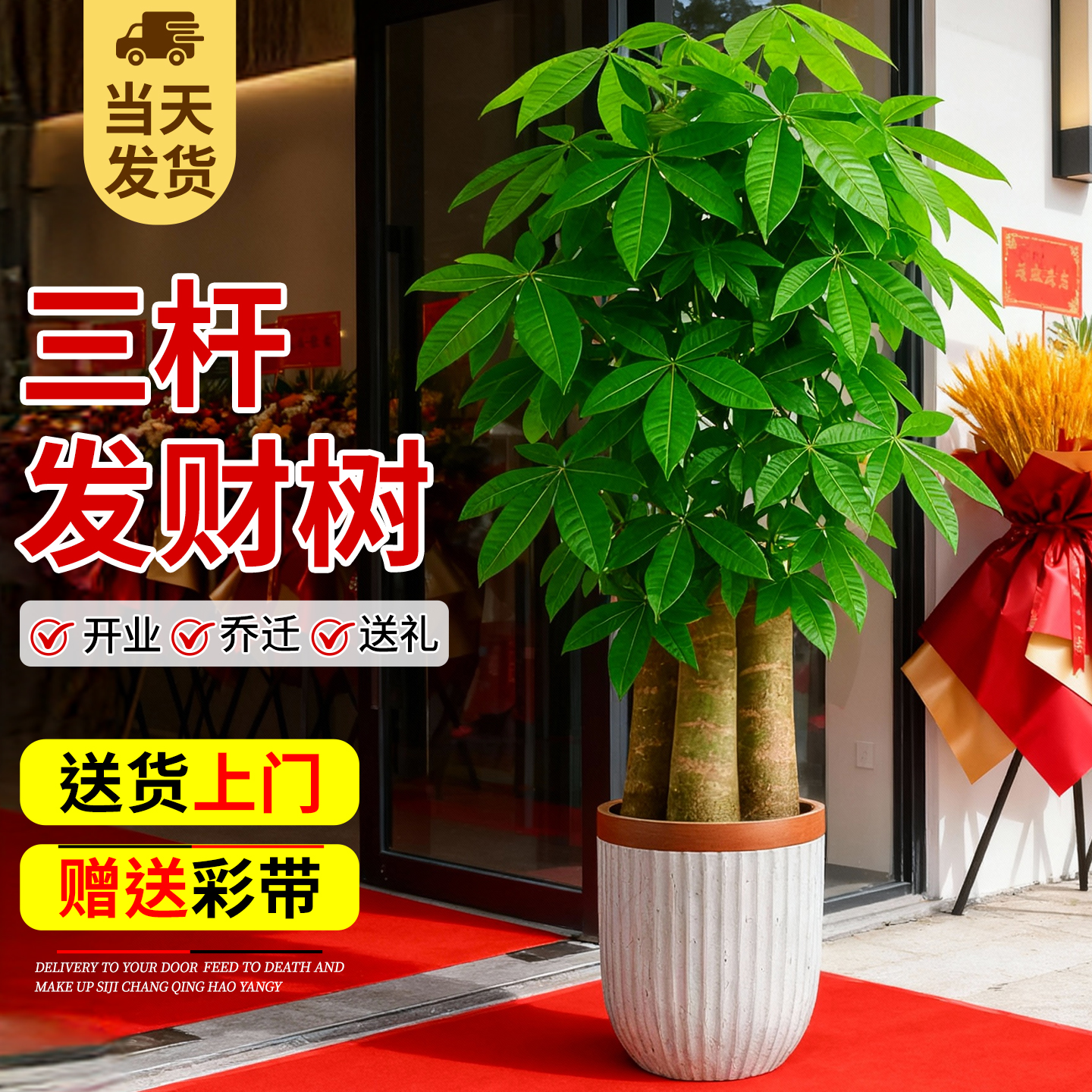 发财树三杆步步高客厅大型绿植