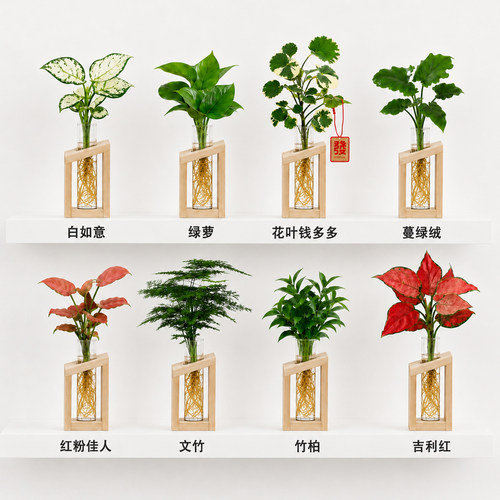 水培植物客厅室内绿萝竹柏