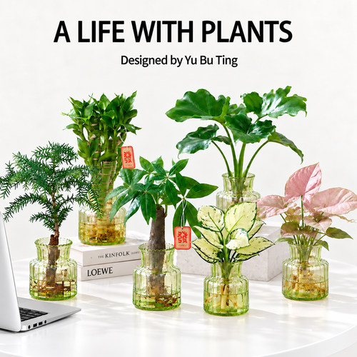 水培植物室内花卉绿植物桌面摆件