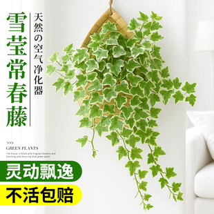 雪莹常春藤绿植盆栽室内植物花卉客厅阳台办公室吊兰垂吊四季好养