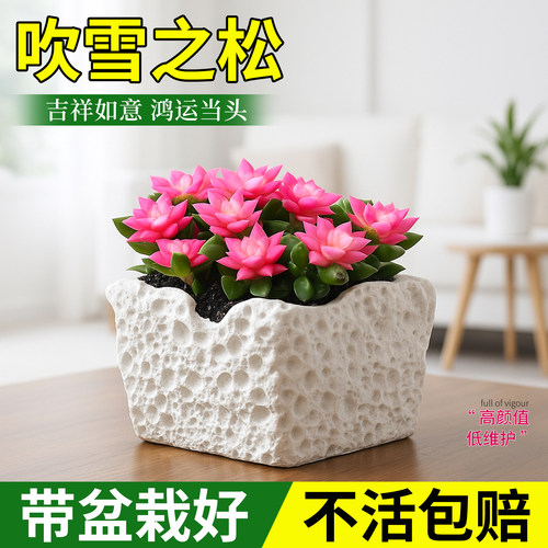 吹雪之松多肉植物室内盆栽粉色肉肉办公桌面绿植花卉礼物新手好养