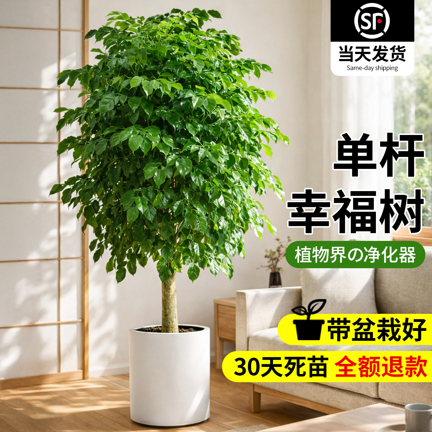 单杆幸福树盆栽室内客厅大型绿植净化空气绿宝盆栽新家高级感植物