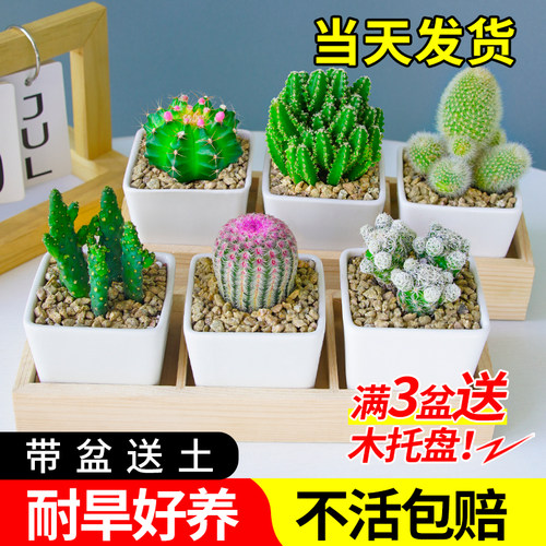 仙人球办公室工位好养活微景观