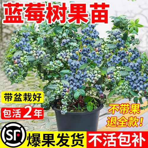 蓝莓树果苗盆栽带果发货l25花香蓝莓特大号南北方种植f6蓝莓盆栽