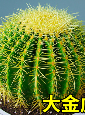 金虎仙人球类金琥办公室内盆栽仙人掌盆栽大号金冠植物超大颗好养