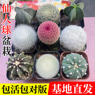 实生仙人球星兜绯花玉鸾凤玉多肉植物仙人掌办公桌面室内盆栽开花