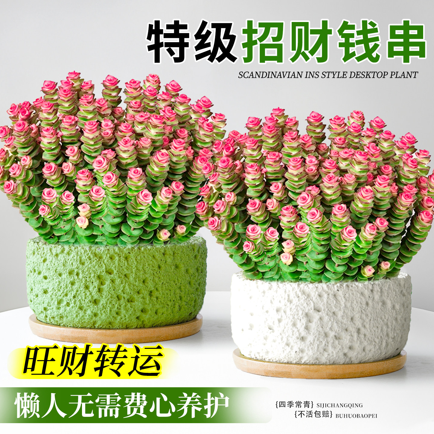 钱串子盆栽多肉植物室内好养花卉绿植办公室桌面盆景摆件四季肉肉,鲜花速递/花卉仿真/绿植园艺,多肉植物,淘宝优惠券,粉丝福利购,淘宝优惠卷