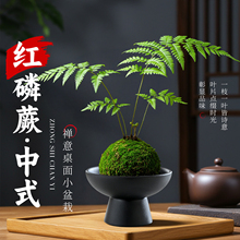 红磷蕨苔藓球蕨类植物盆栽办公室内桌面中式禅意绿植水培懒人好养