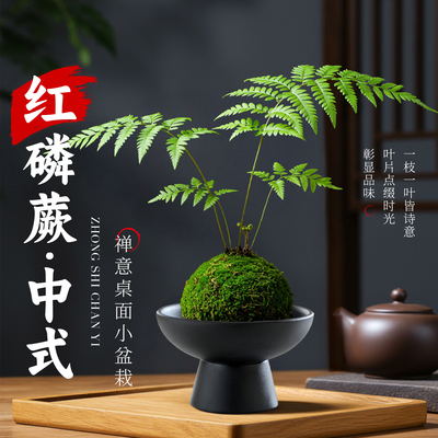 红磷蕨苔藓球蕨类植物盆栽办公室内桌面中式禅意绿植水培懒人好养