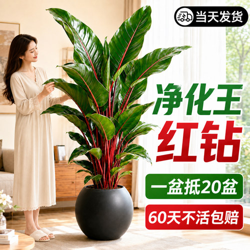 红钻大叶金钻大盆栽室内净化空气高级感客厅落地大型绿植四季常青