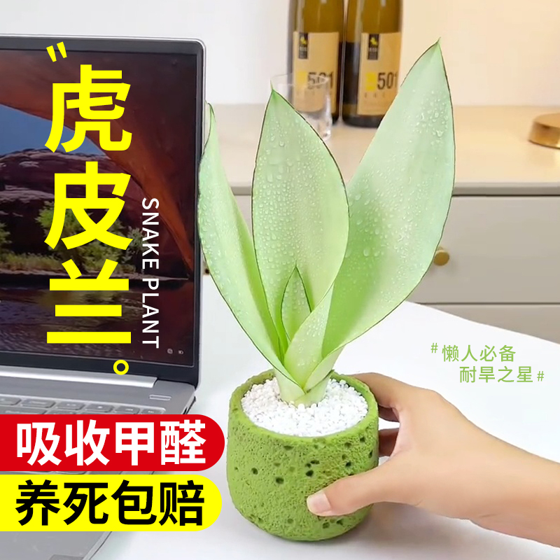 白玉虎皮兰办公室内绿植小盆栽桌面摆件进口高端新品工位神器装饰