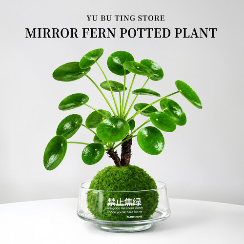 镜面草苔藓球水培植物室内绿植盆栽桌面招财盆景花卉摆件茶宠装饰