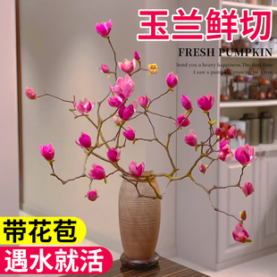水培玉兰花鲜切枝盆栽花卉带花苞耐寒高级感客厅室内绿植好养易活