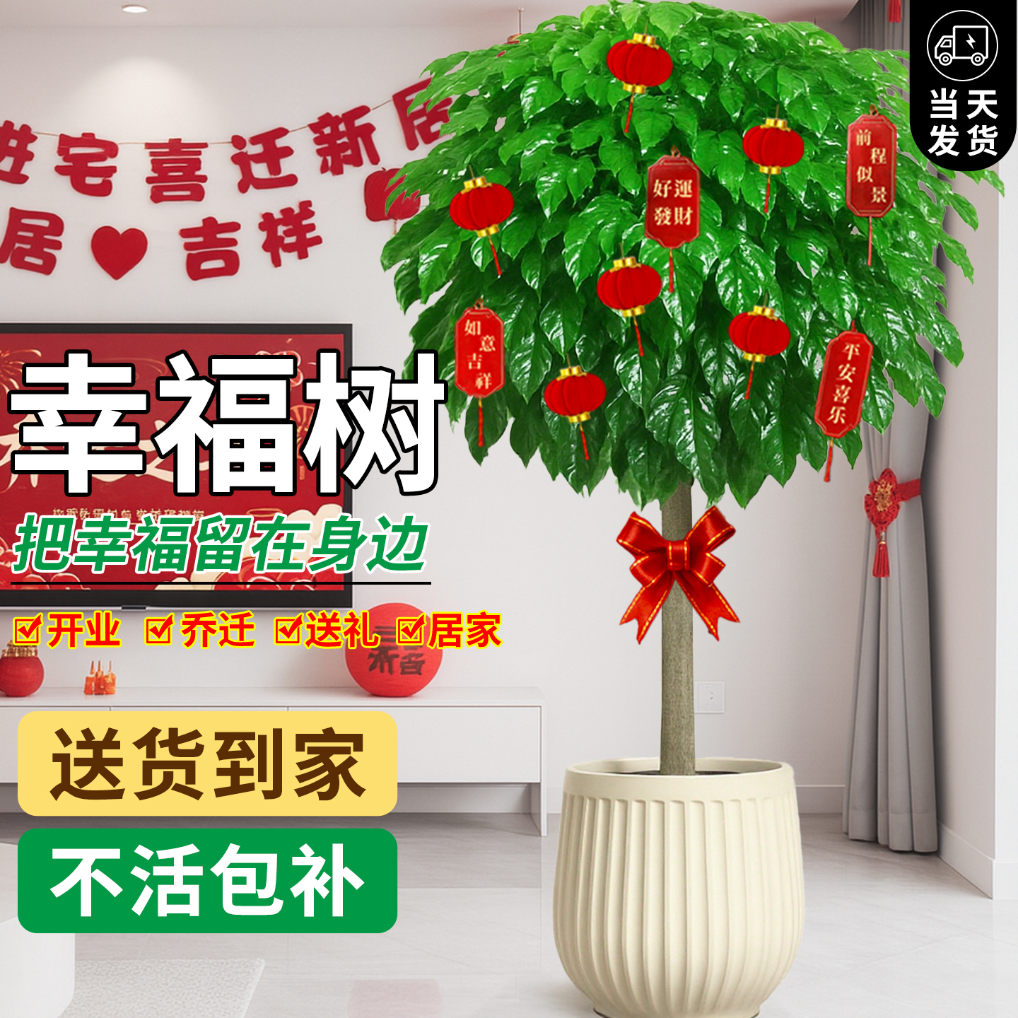 幸福树客厅大盆栽室内客厅旺宅树办公室绿植大型植物造景四季常青