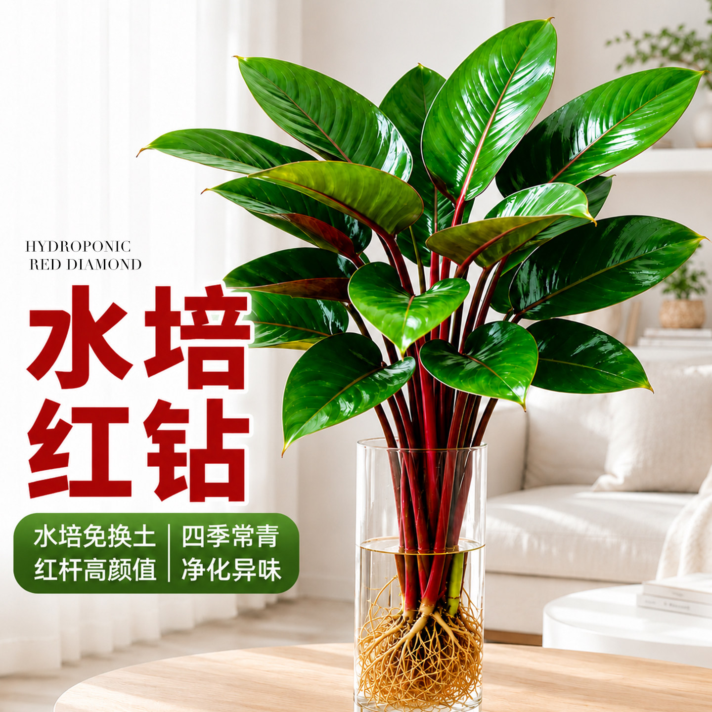 红钻水培植物大叶金钻盆栽绿植客厅办公室内桌面四季花卉净化空气图片
