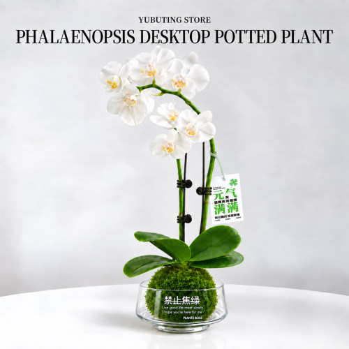 蝴蝶兰带花水培植物室内花卉绿植客厅办公室桌面盆景懒人四季好养