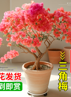 造型三角梅重瓣盆栽带花苞老桩特大四季花卉梅花树苗阳台庭院爬藤