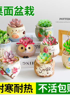 多肉小盆栽室内植物大颗好养带盆精品肉肉玉露办公室桌面懒人绿植