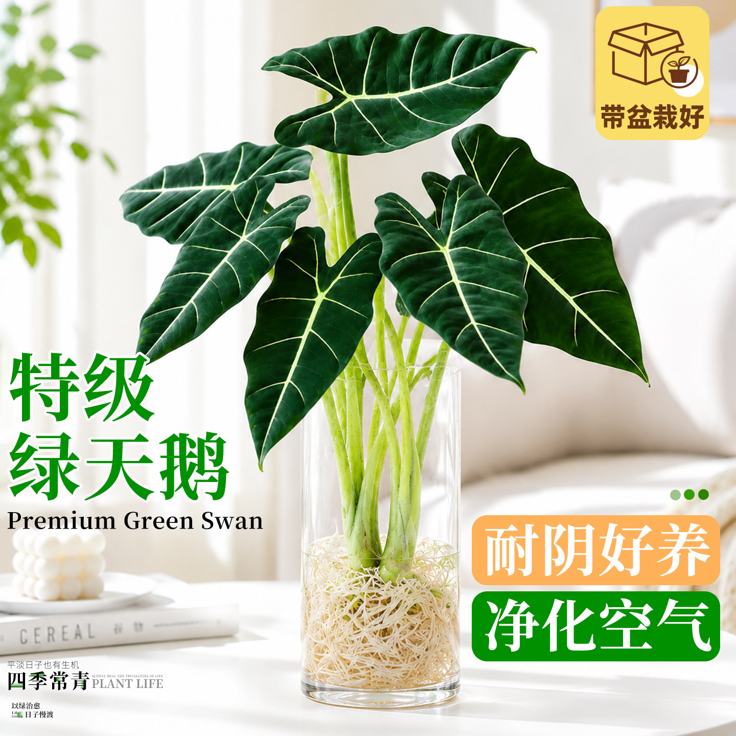绿天鹅绒海芋水培植物室内绿植盆栽观叶大叶办公室桌面摆热植新手图片