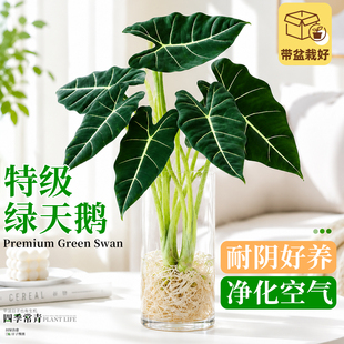 绿天鹅绒海芋水培植物室内绿植盆栽观叶大叶办公室桌面摆热植新手