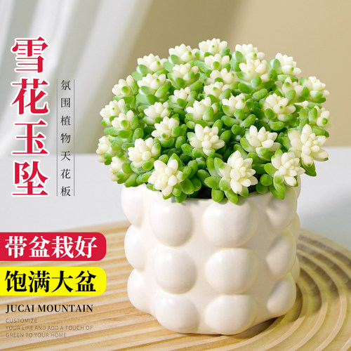 新玉缀锦玉坠多肉植物组合小盆栽缀化垂吊群生多头绿植幼儿园好养