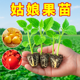 姑娘果苗東北紅黃果蔬菜苗秧苗植物陽臺地栽盆栽種植帶土大果超甜