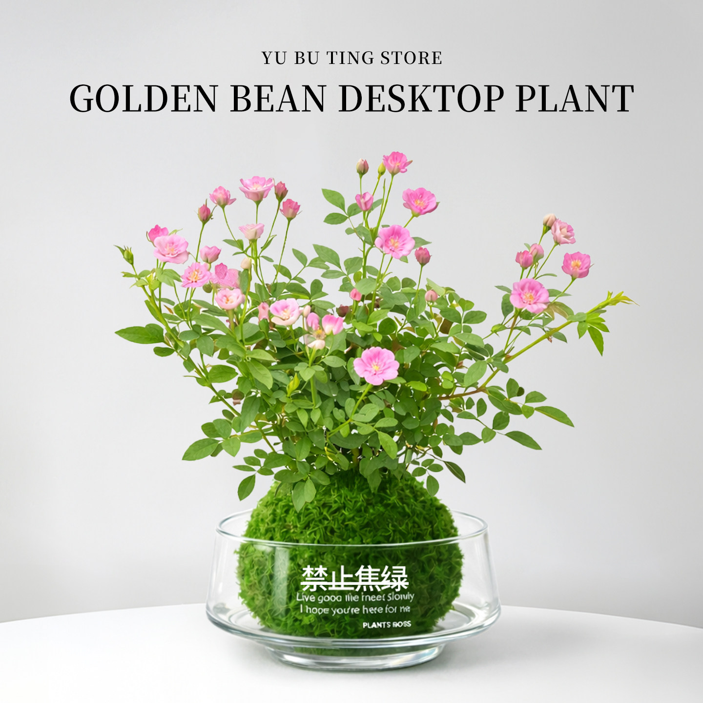 姬月季苔藓球超微月季水培植物带花苞室内盆栽办公室桌面花卉绿植