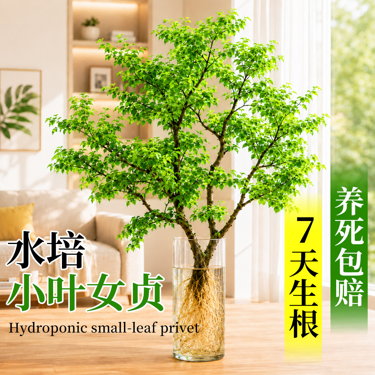 小叶女贞水培植物室内好养老桩水养绿植高级感客厅办公室桌面盆景图片