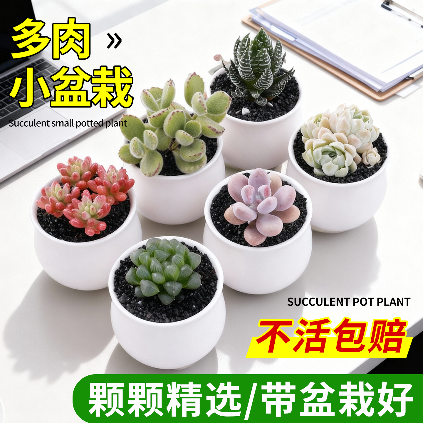 多肉植物室内趣味小盆栽