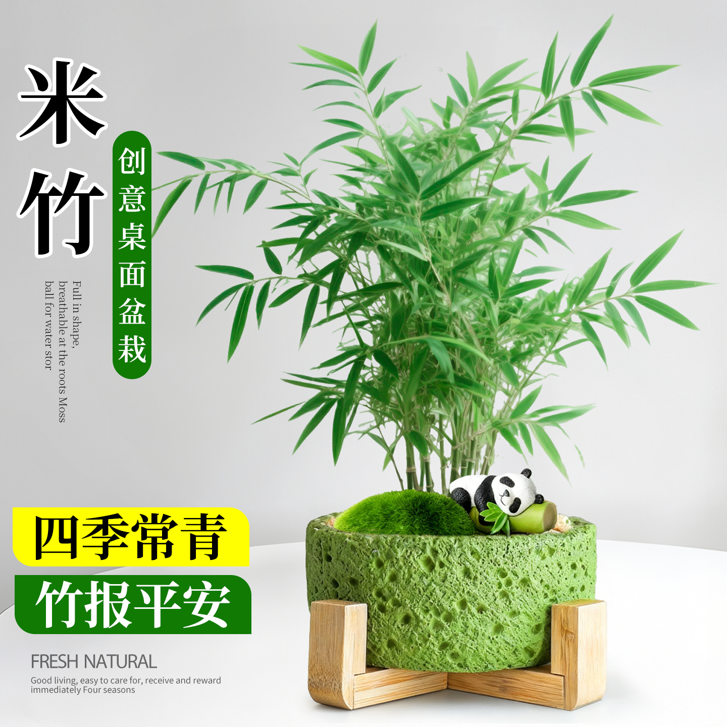 米竹绿植盆栽室内植物客厅办公室桌面花卉盆景竹子摆件四季好养活